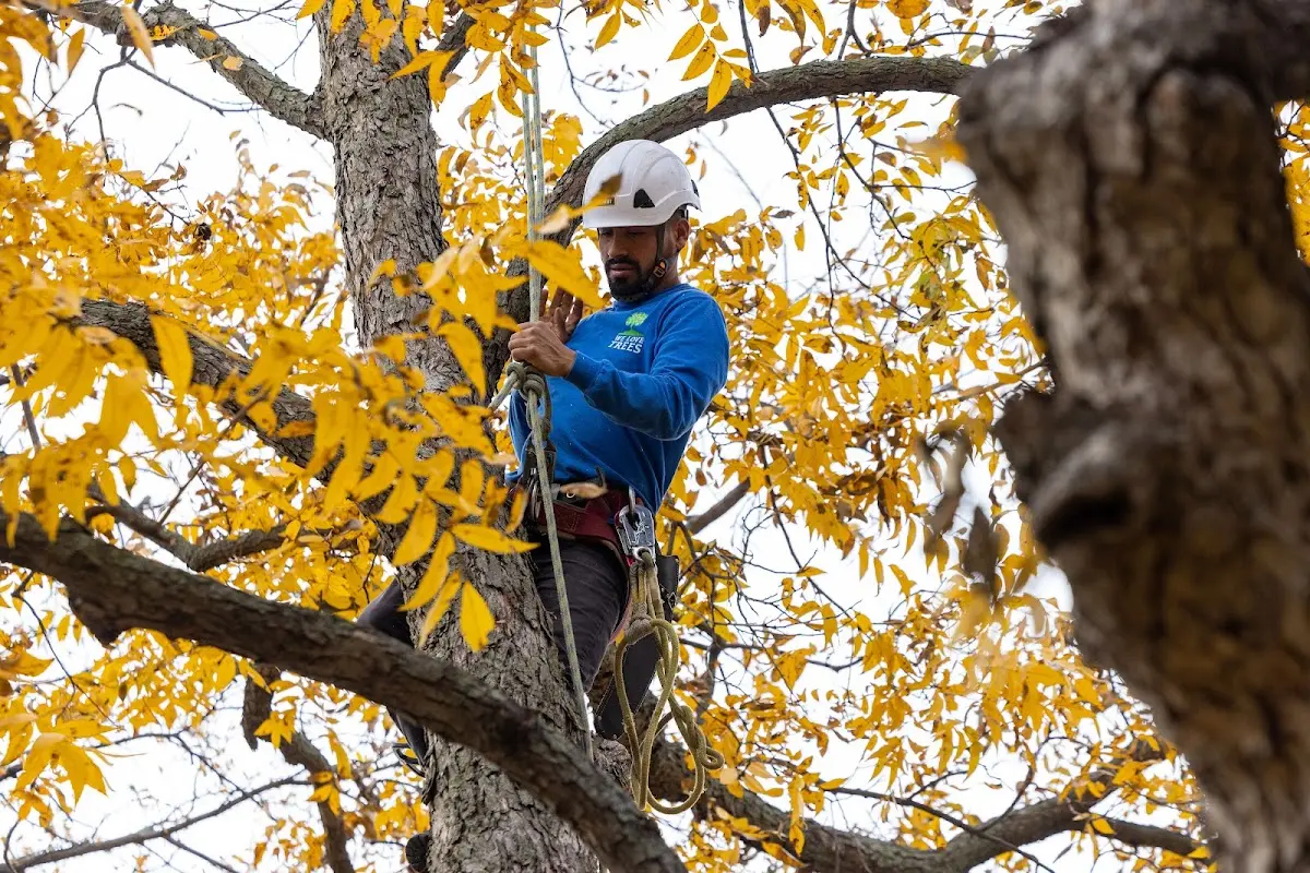 Skilled Storm Damage Cleanup crew working in Higganum
